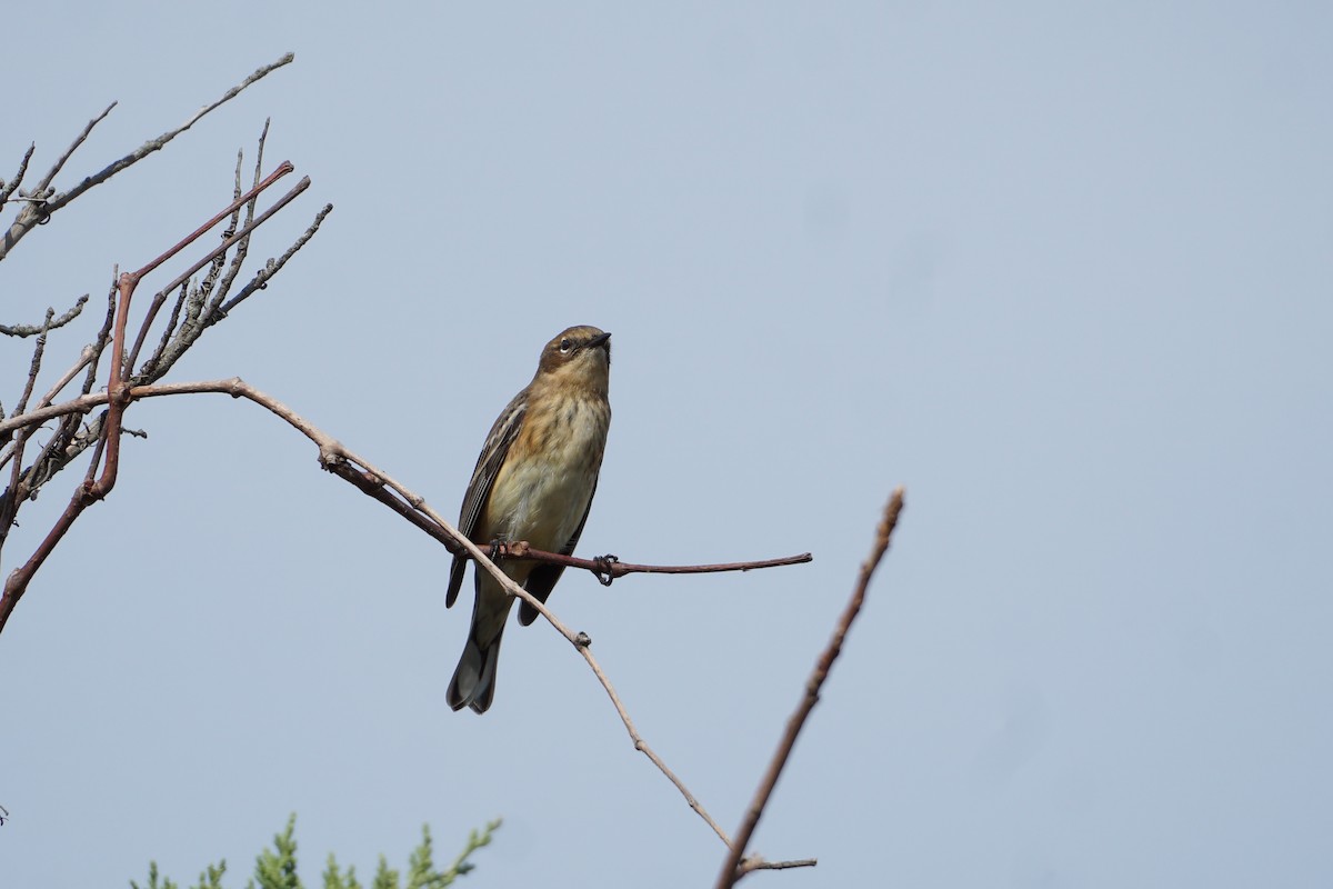 Yellow-rumped Warbler (Myrtle) - ML380098891