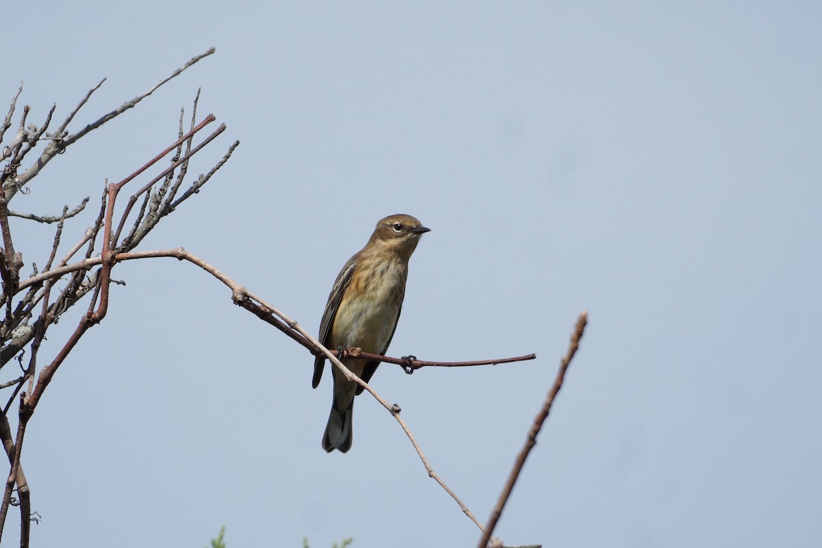 Yellow-rumped Warbler (Myrtle) - ML380098901