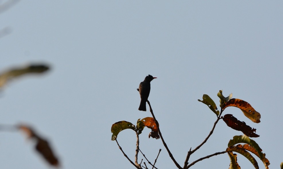 Indian Blackbird - ML38010111