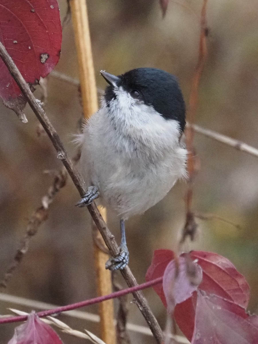 Marsh Tit - ML380101211