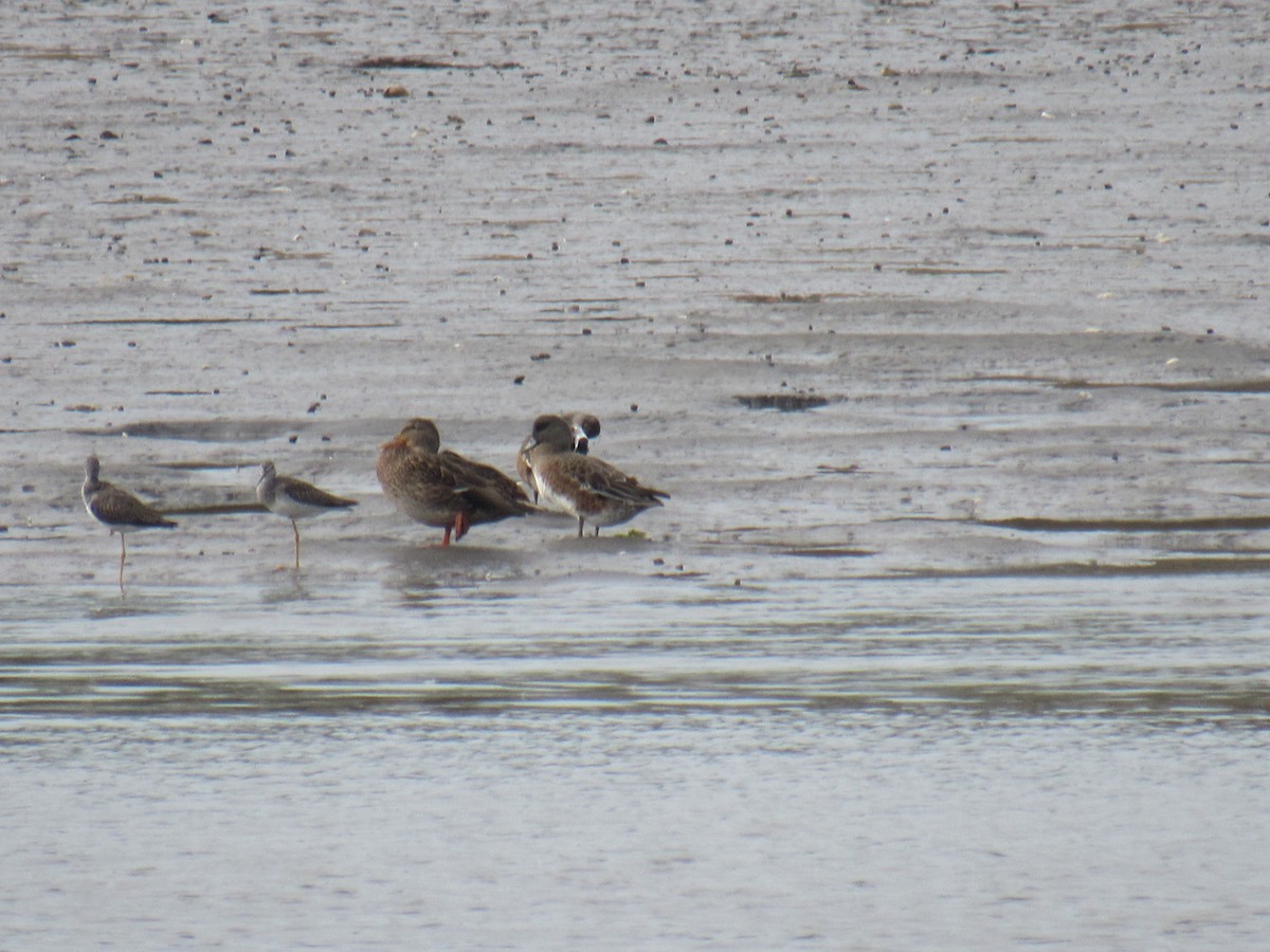 American Wigeon - ML380102111