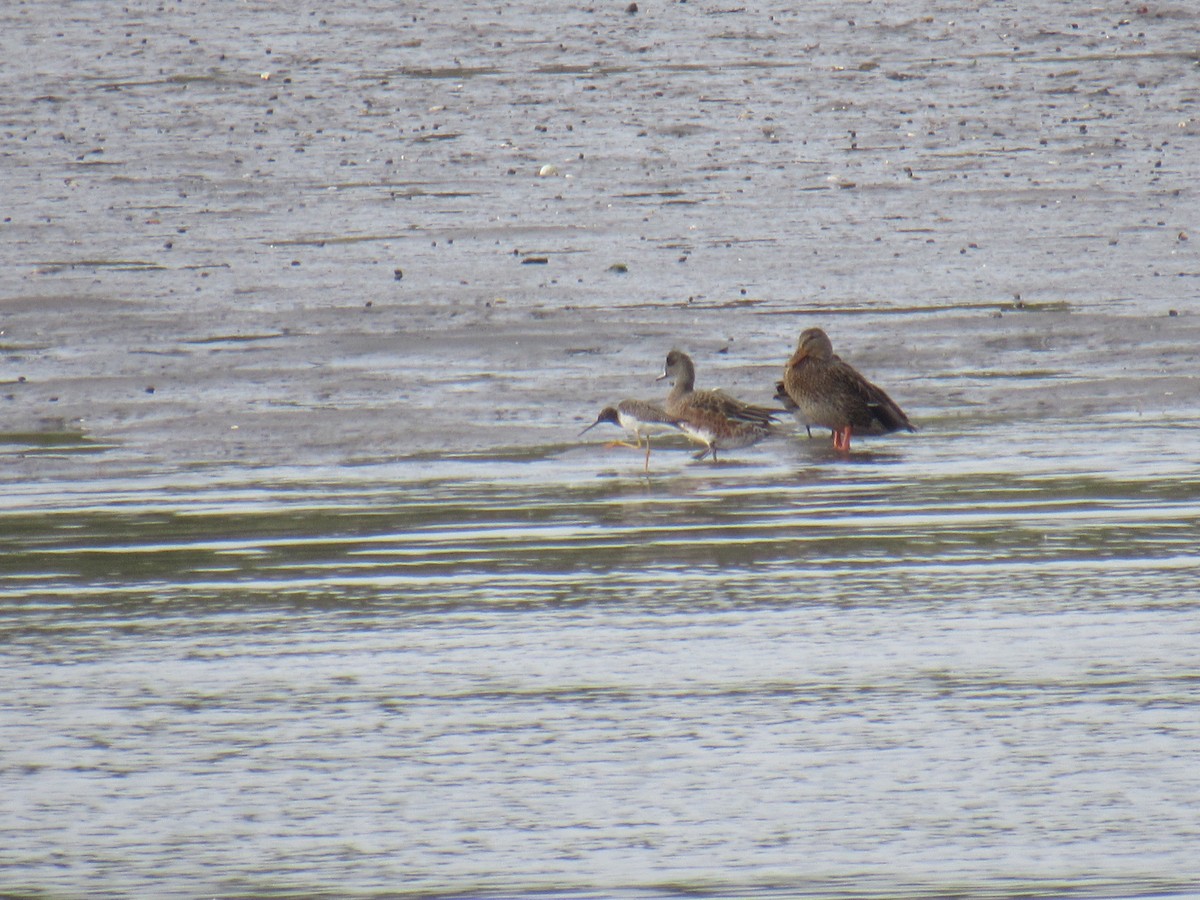 American Wigeon - ML380102151