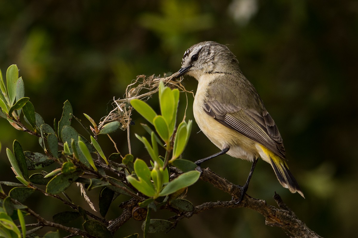 Yellow-rumped Thornbill - ML38010231