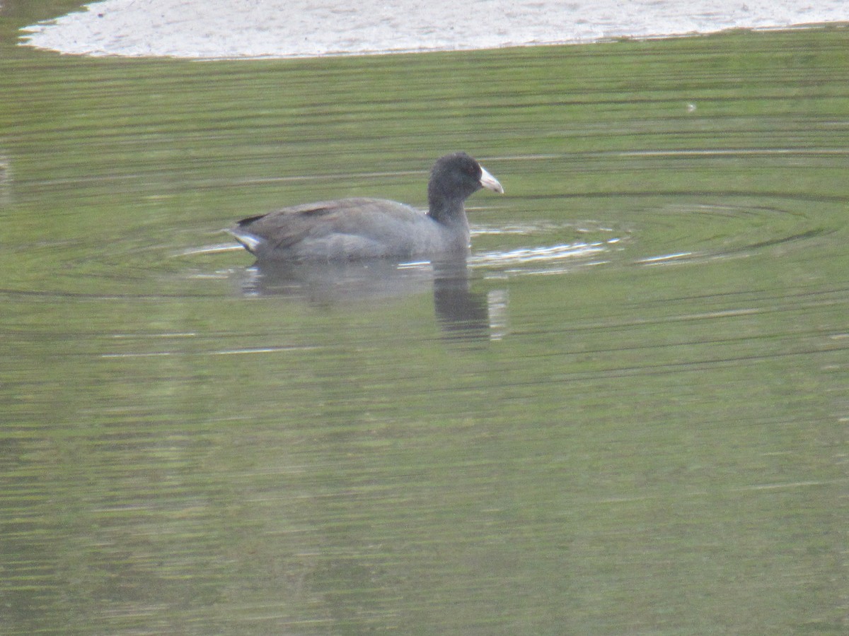 American Coot - ML380102361