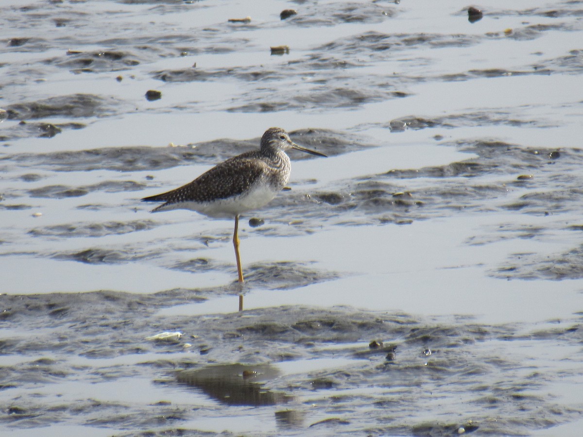 Greater Yellowlegs - John Coyle