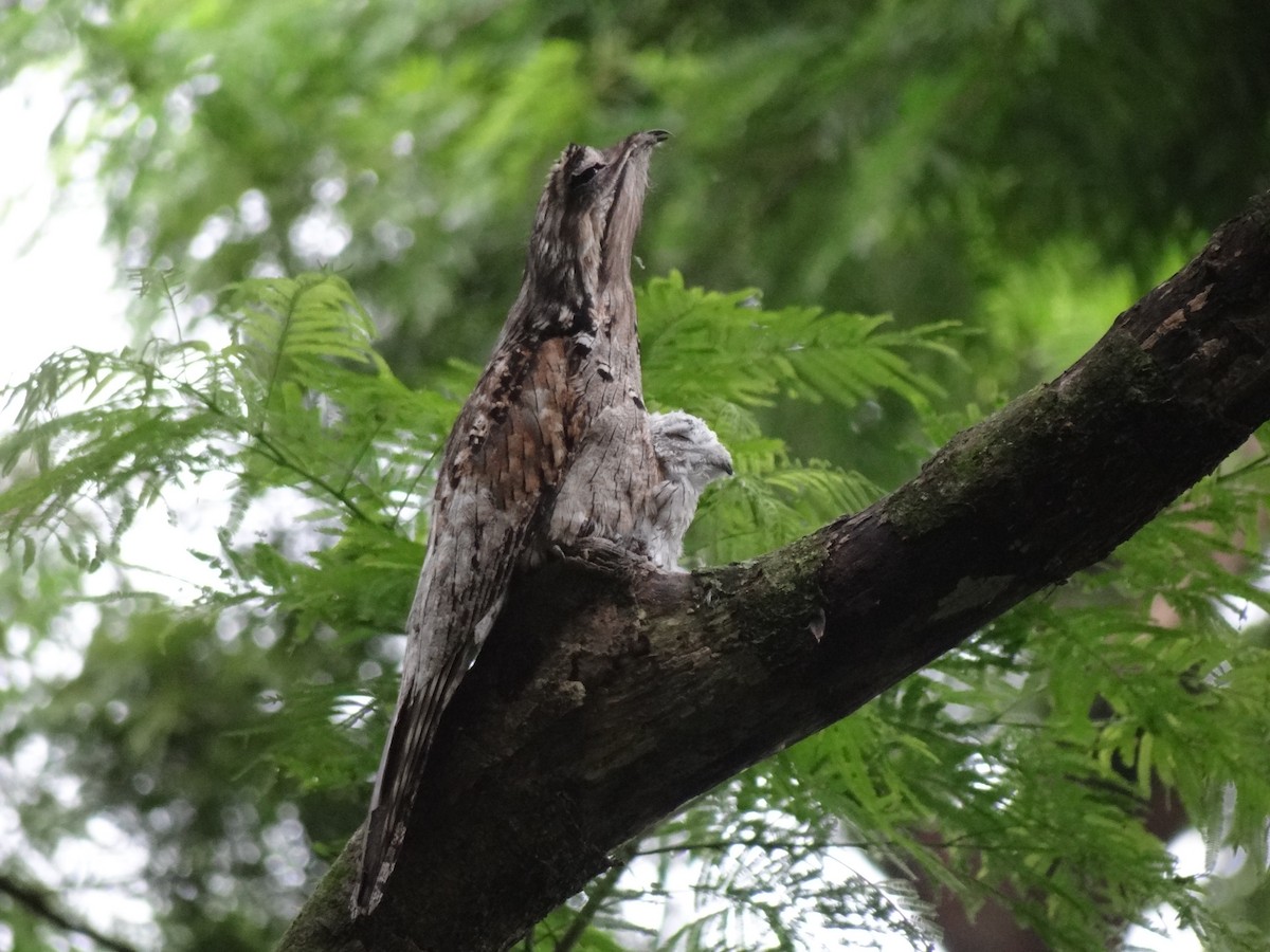 Northern Potoo - Jeffrey Roth