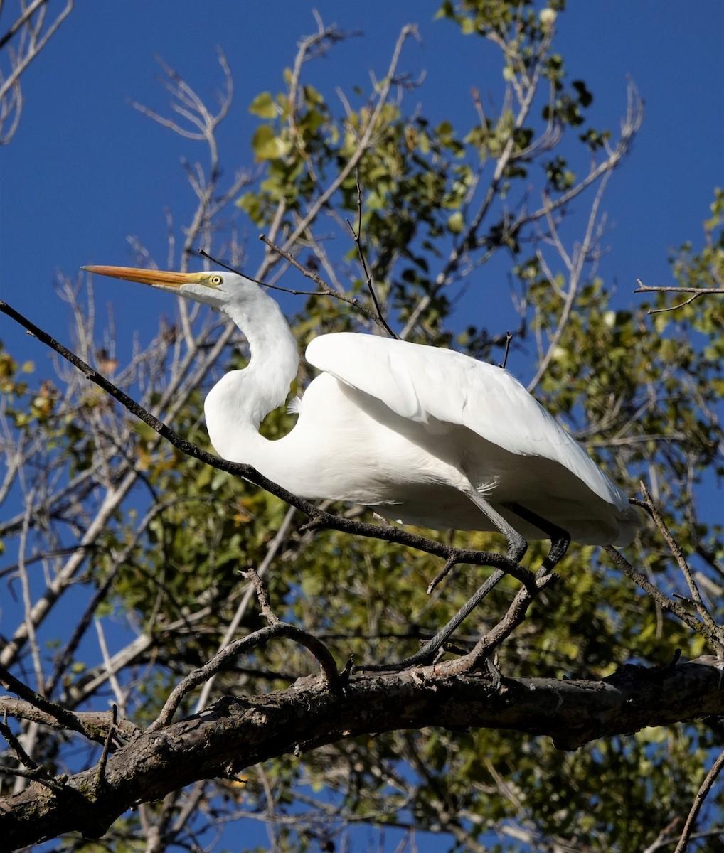 Great Egret - Mary-Rose Hoang