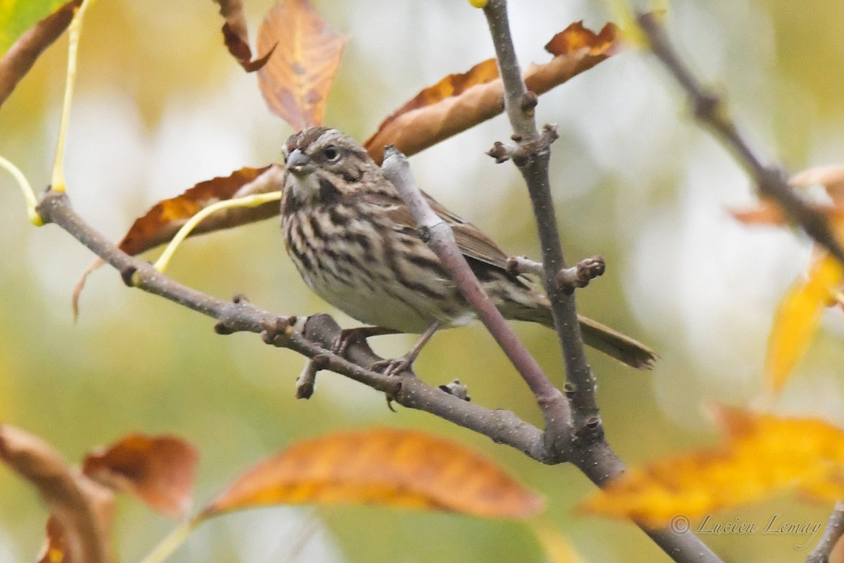 Song Sparrow - ML380105221