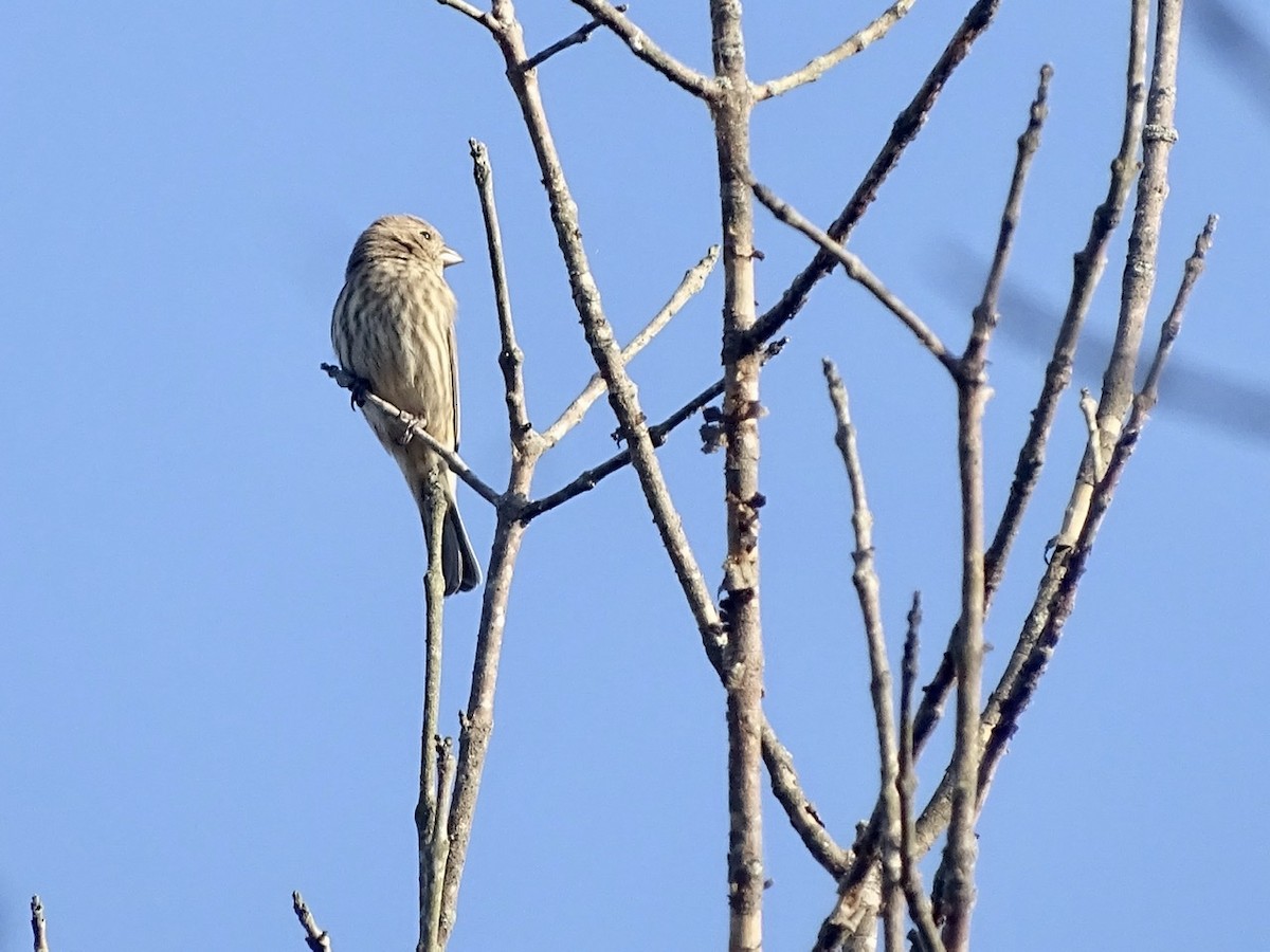 House Finch - ML380105631