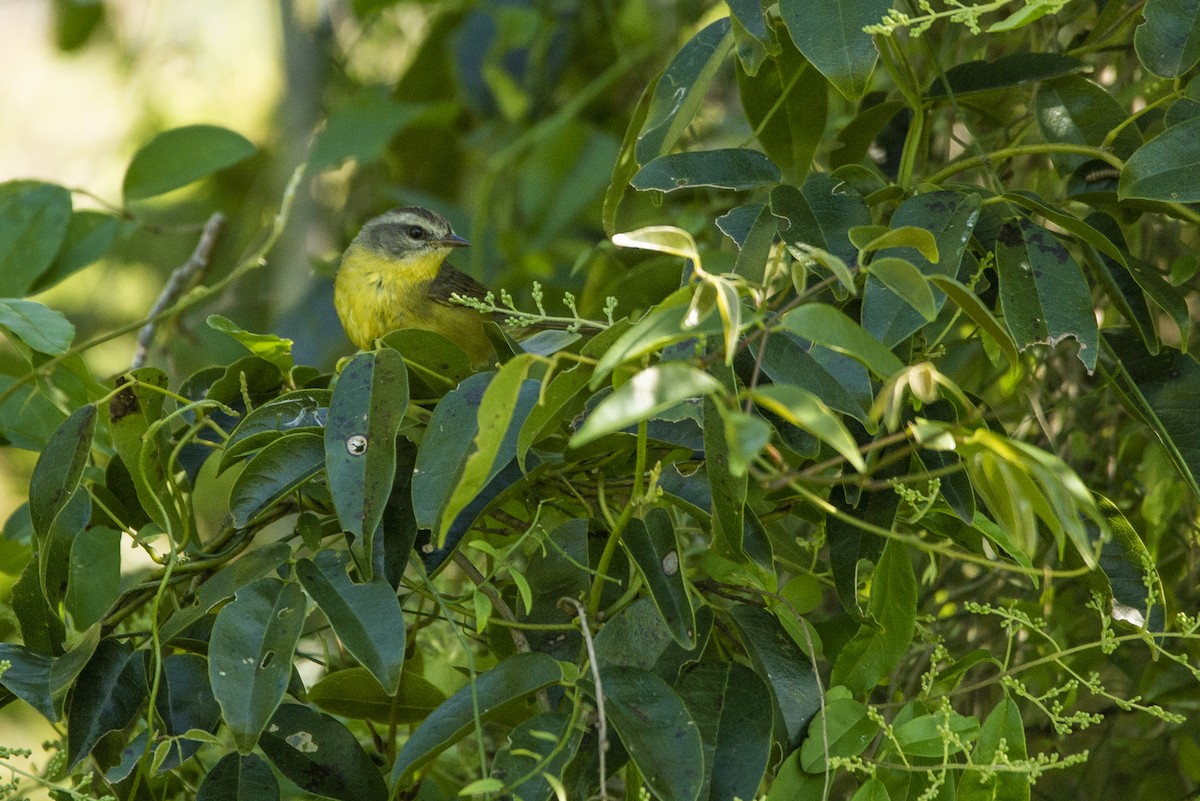 Golden-crowned Warbler - ML380106191