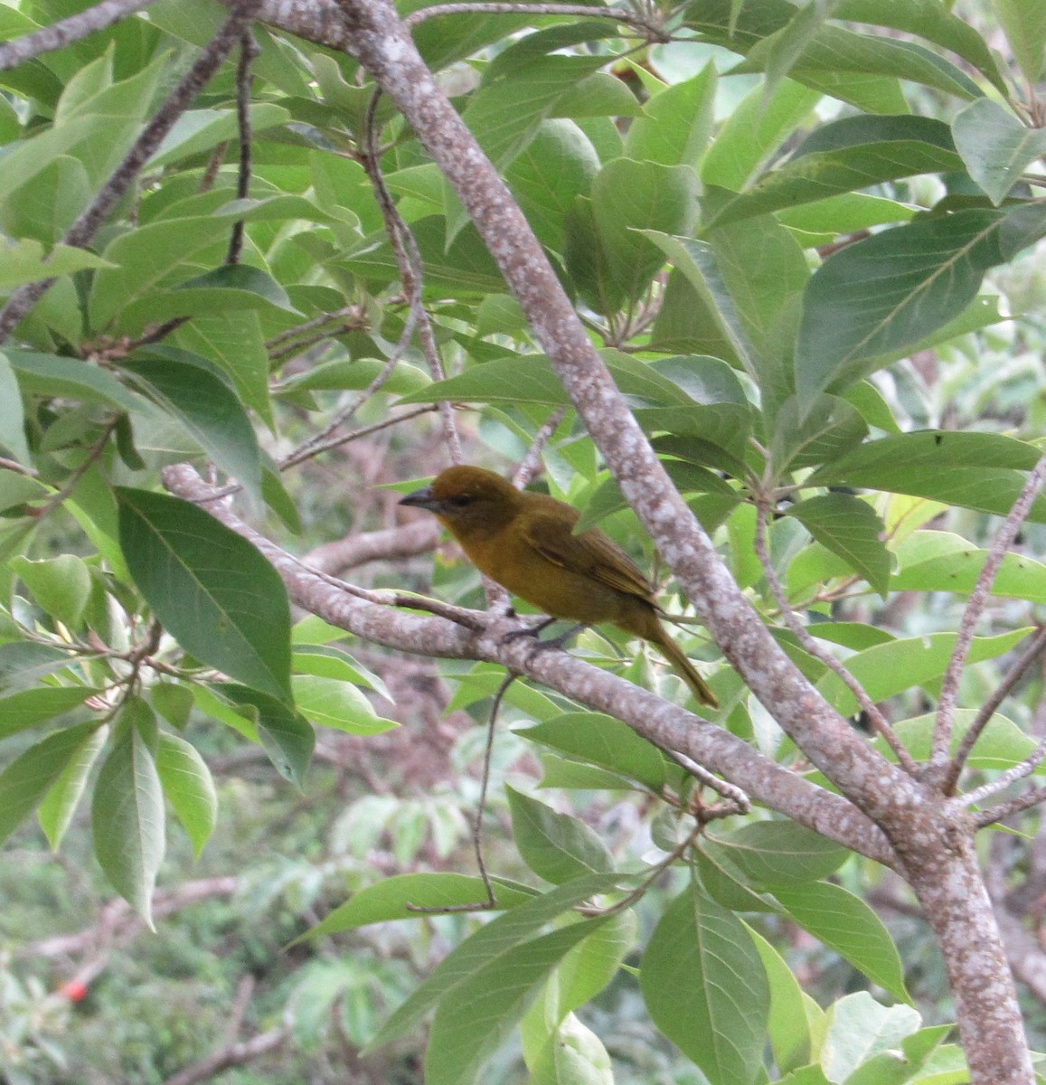 Hepatic Tanager - ML380106211