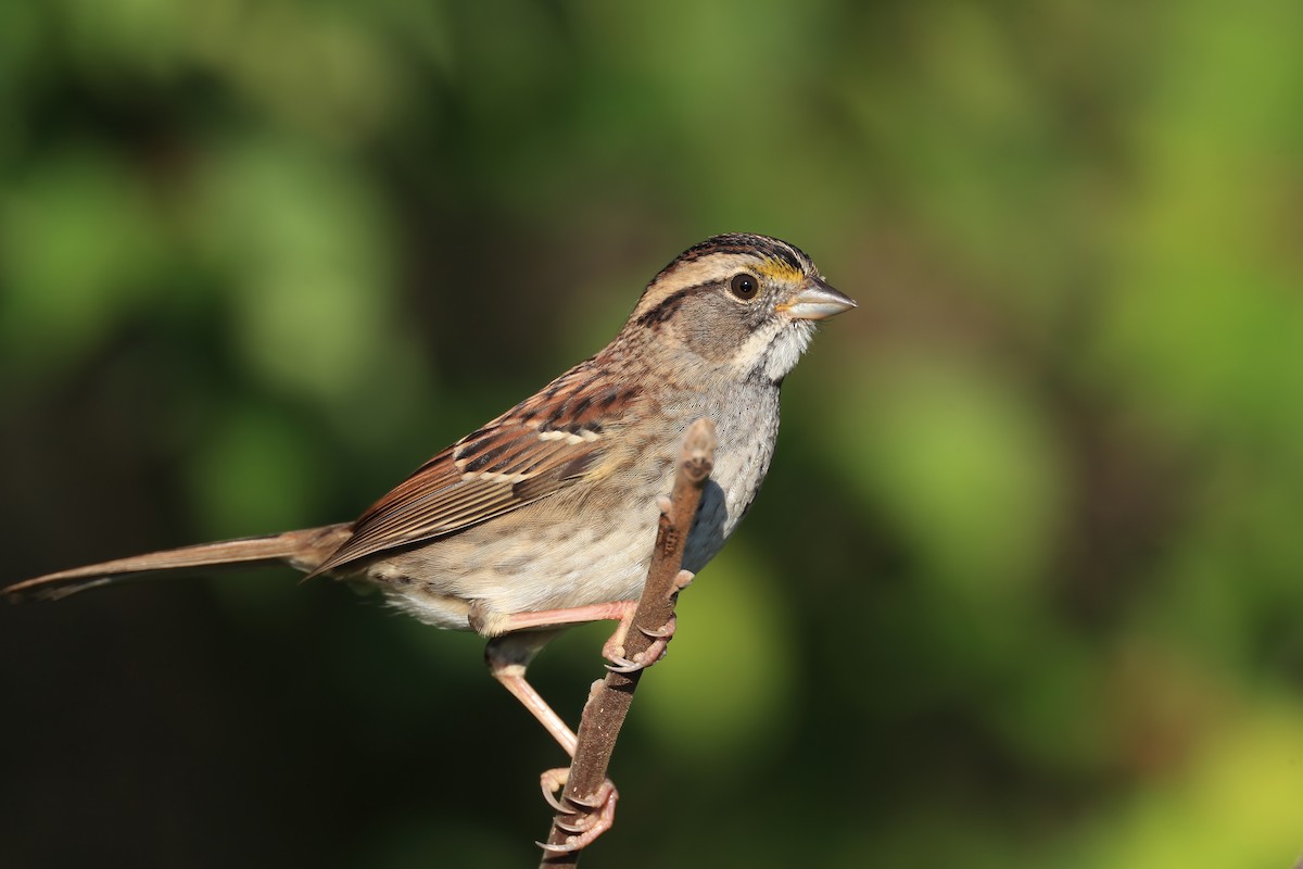 White-throated Sparrow - ML380106871