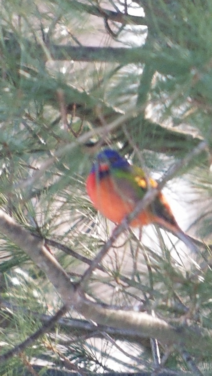 Painted Bunting - ML380107781