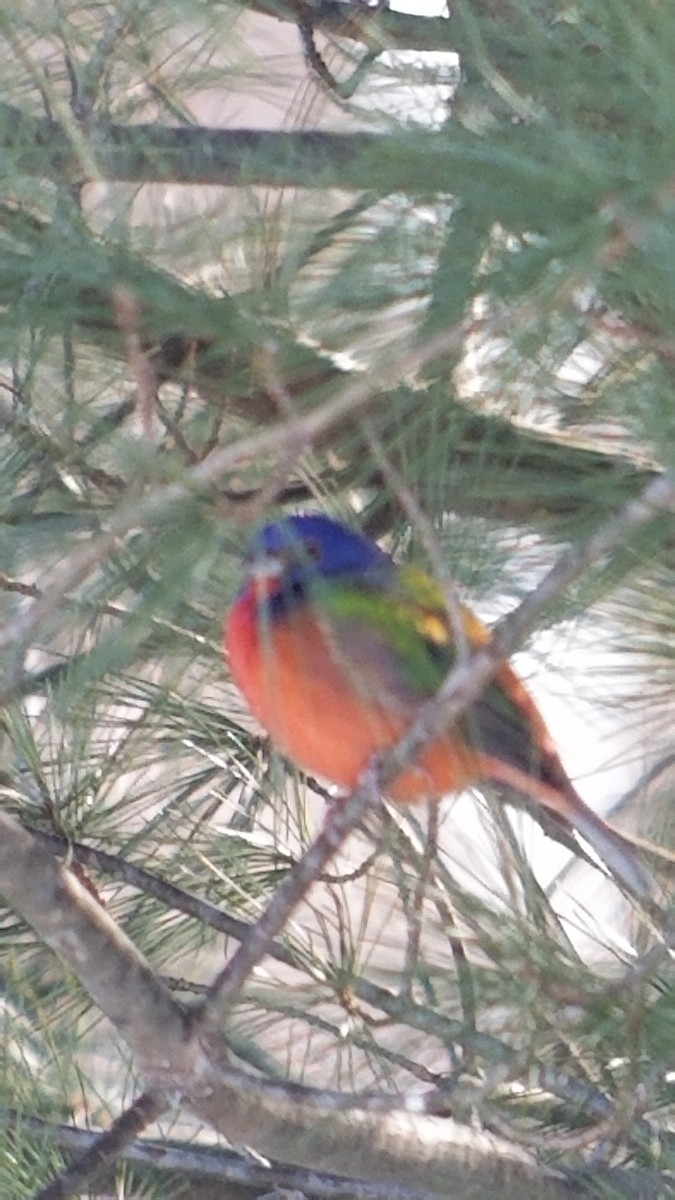 Painted Bunting - ML380107861