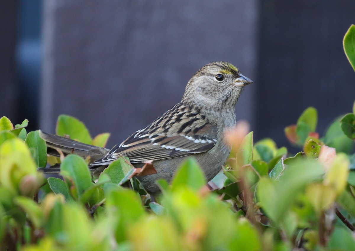 Golden-crowned Sparrow - Tom Benson