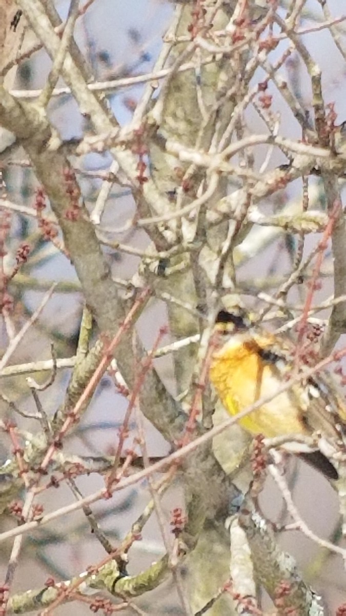 Black-headed Grosbeak - ML380108951