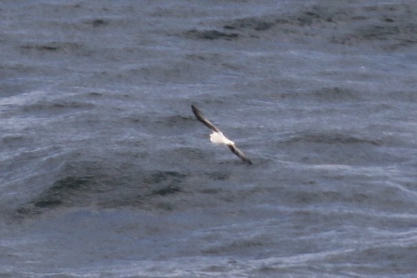 Wellenläufer - ML380109011