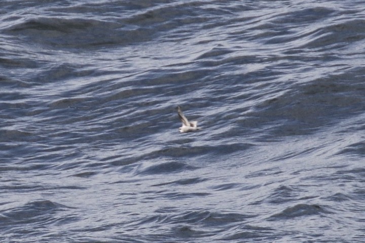 Wellenläufer - ML380109041