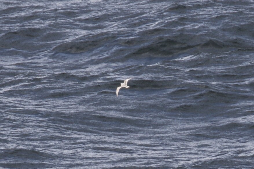 Wellenläufer - ML380109051