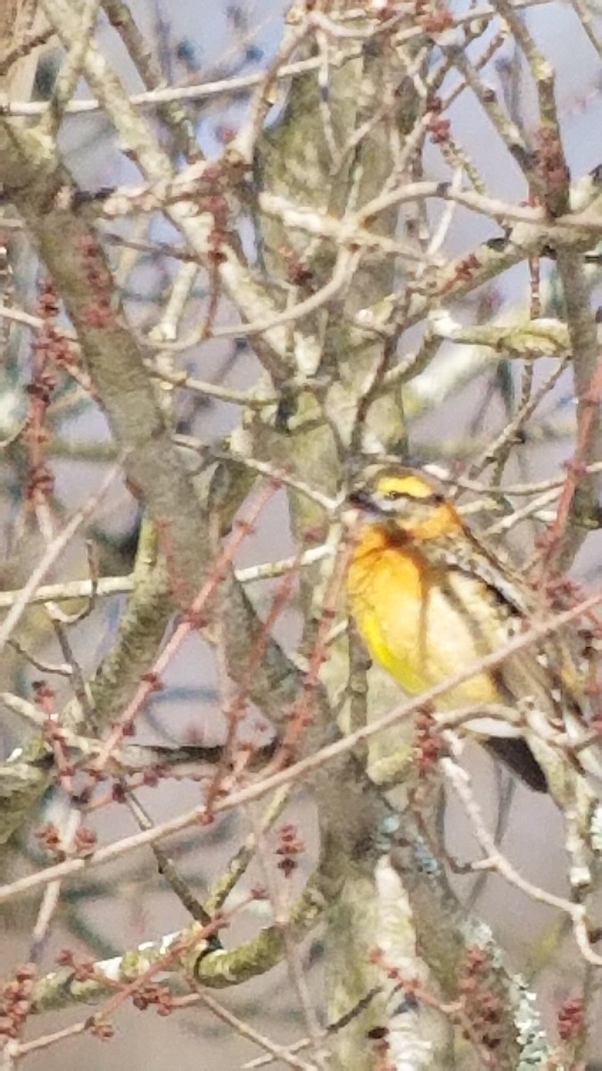 Black-headed Grosbeak - ML380109061