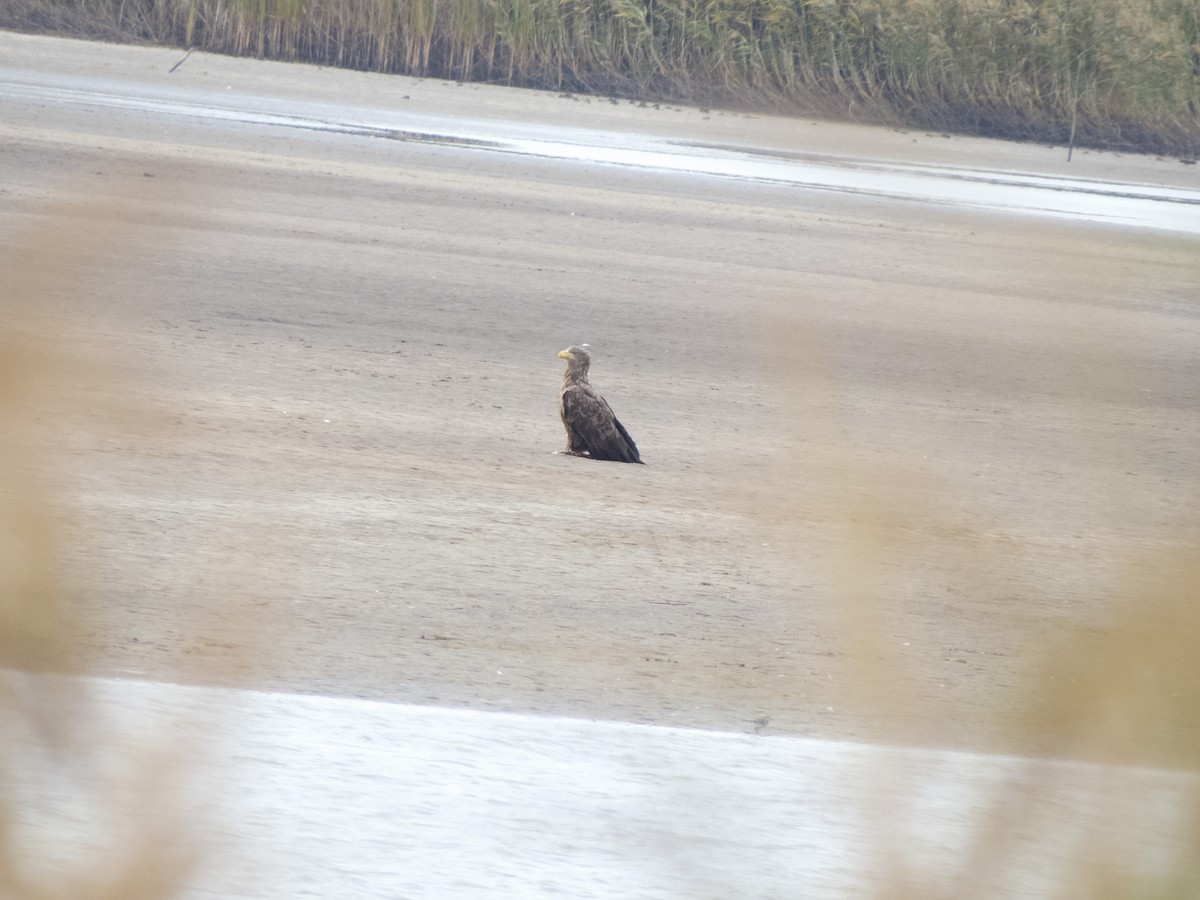 White-tailed Eagle - ML380109131