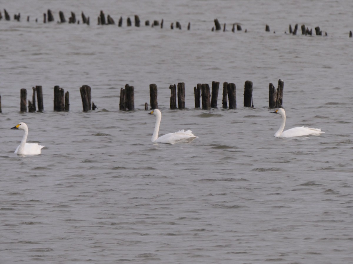 labuť malá - ML380110451