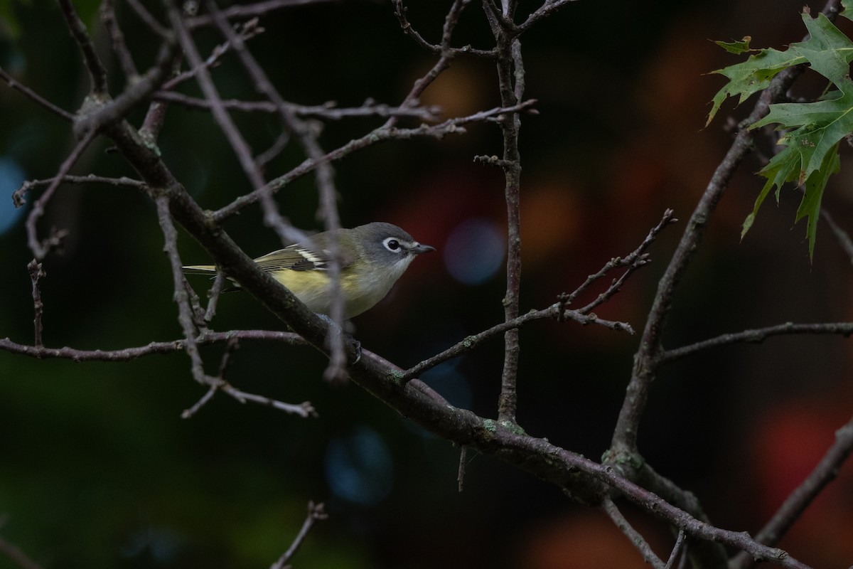 Blue-headed Vireo - ML380111241