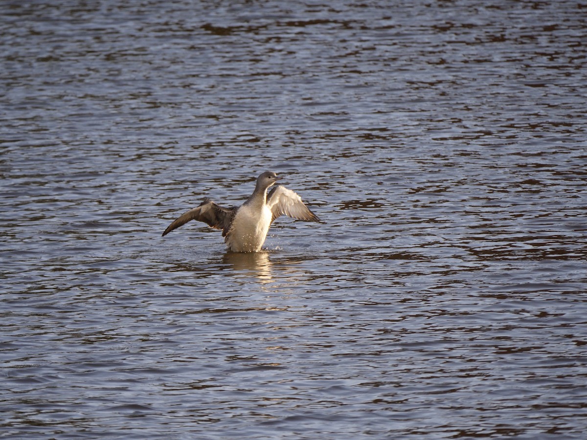potáplice malá - ML380111261