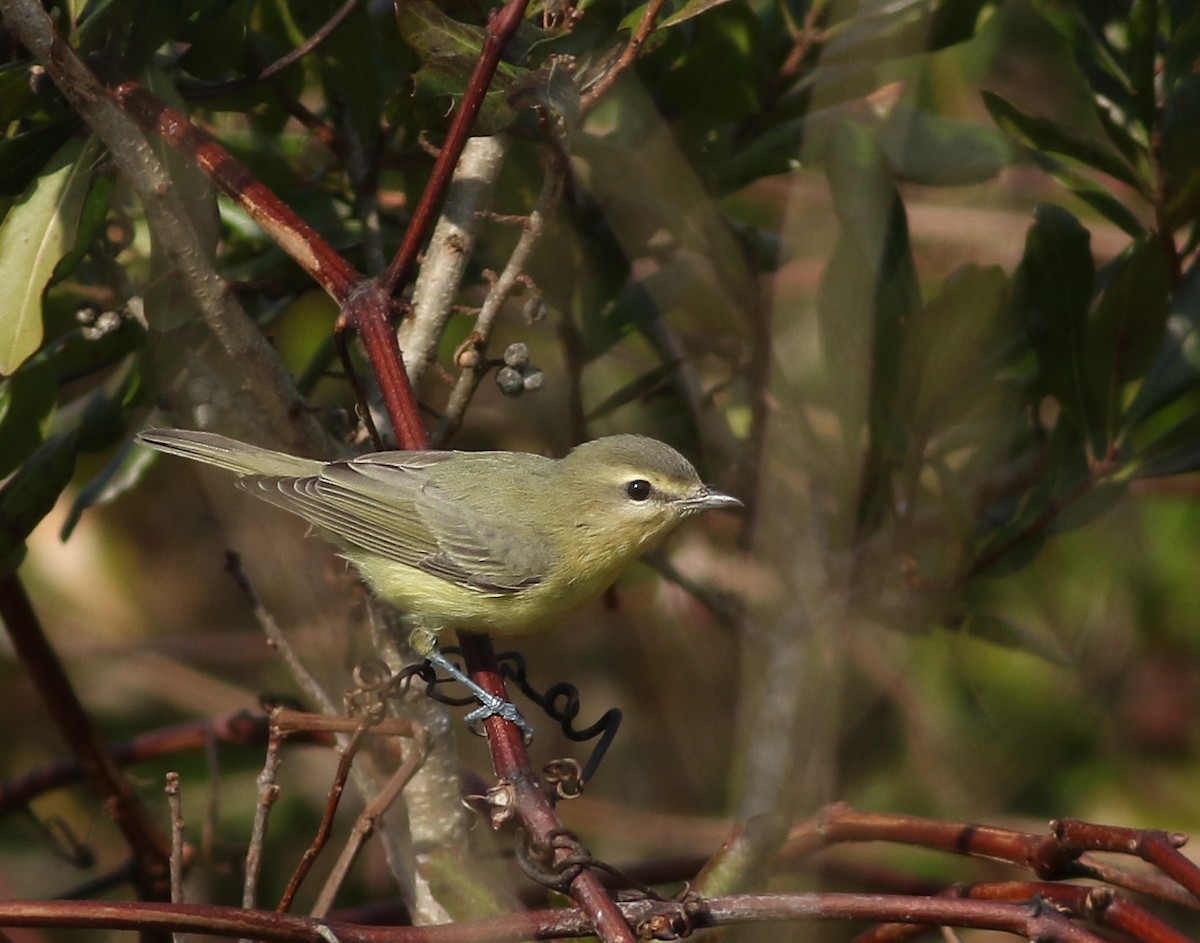 Philadelphia Vireo - ML380111571