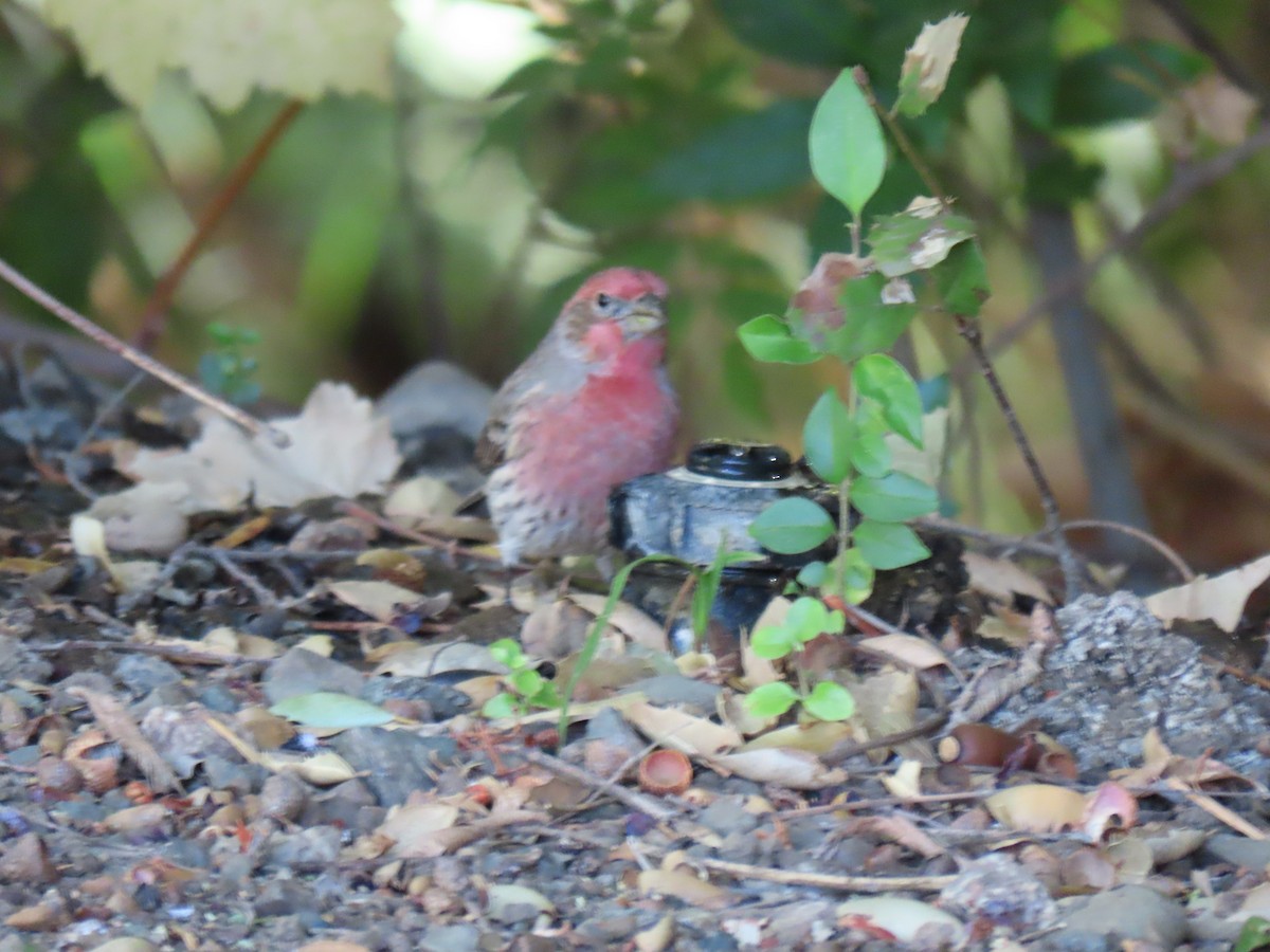 House Finch - ML380118281