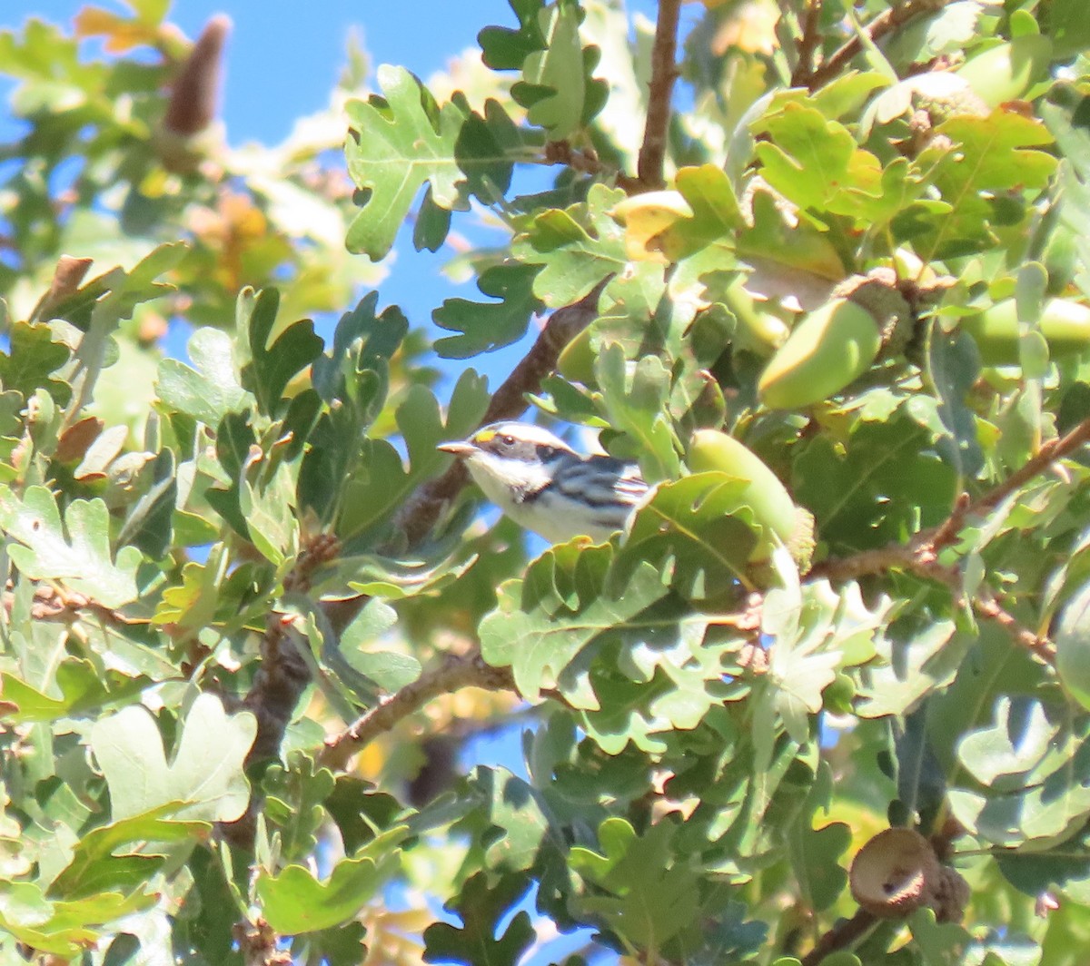 Black-throated Gray Warbler - ML380119031