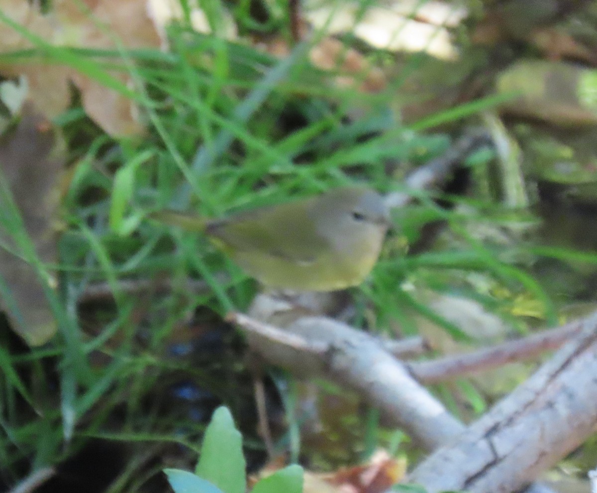 Orange-crowned Warbler (Gray-headed) - ML380119341