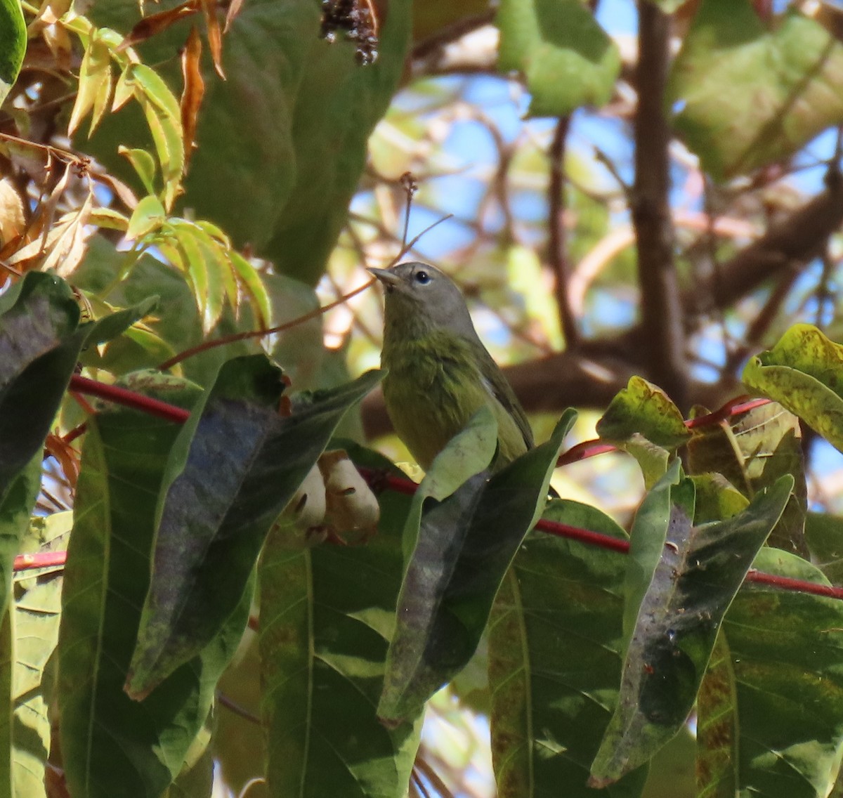 Orange-crowned Warbler (Gray-headed) - ML380120211