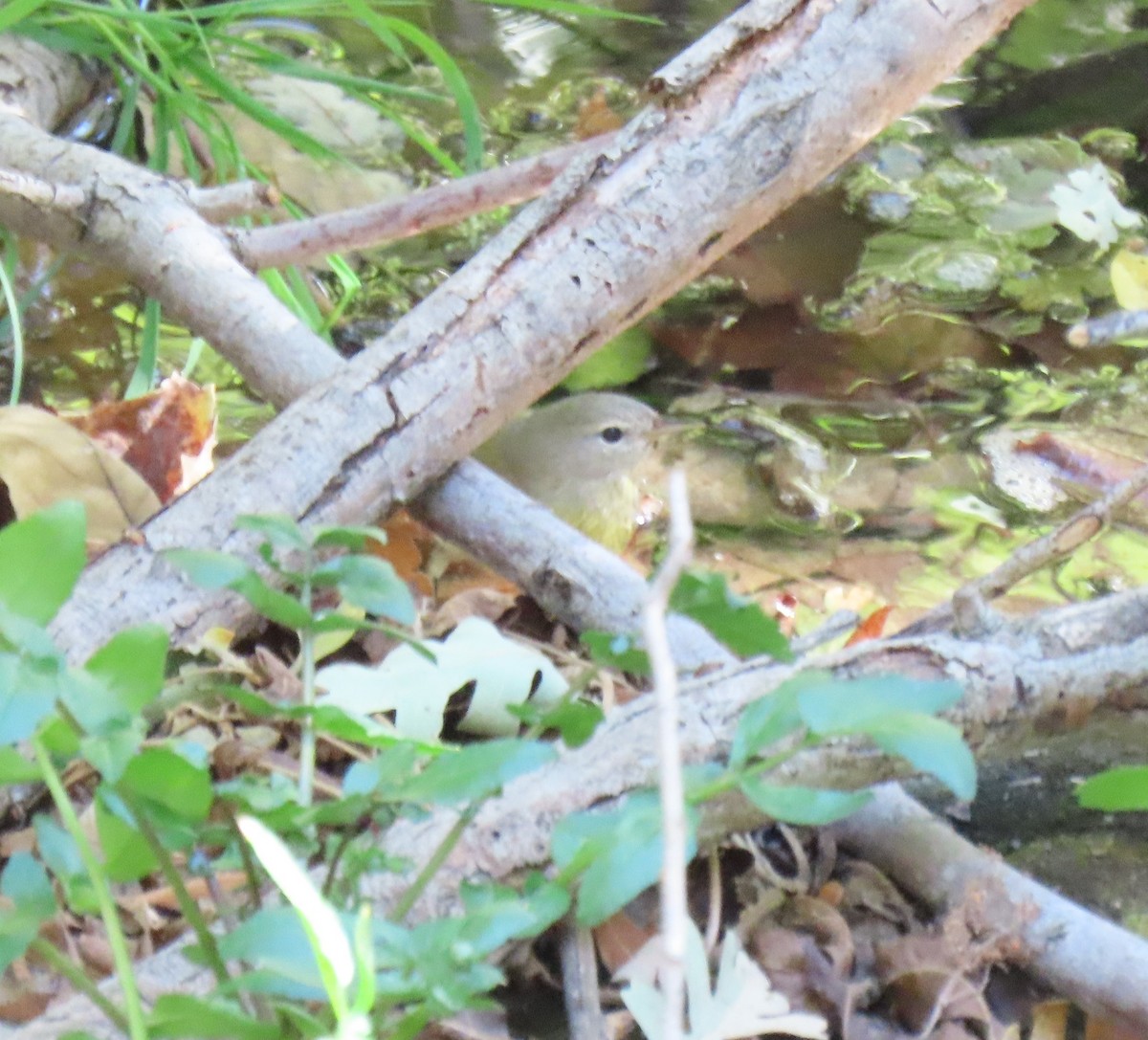 Orange-crowned Warbler (Gray-headed) - ML380120291