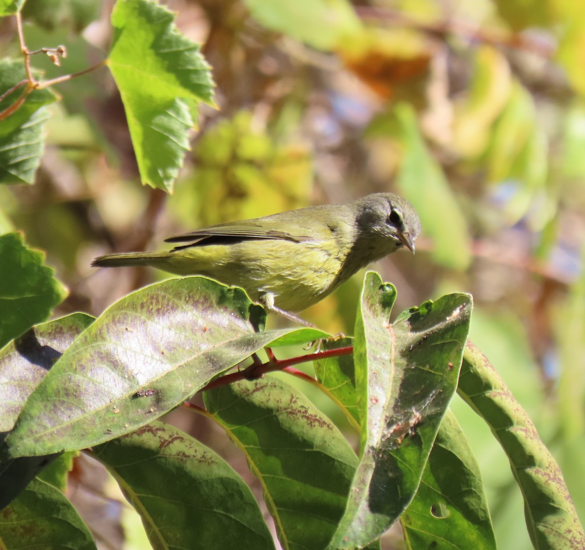 Orange-crowned Warbler (Gray-headed) - ML380120311