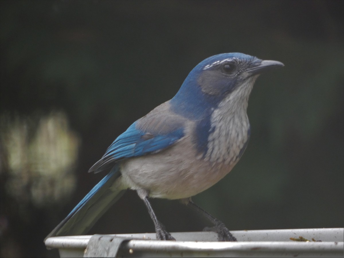 California Scrub-Jay - ML380121271