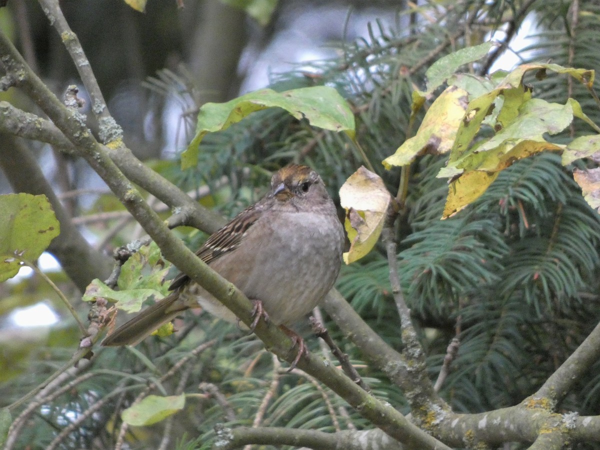 Golden-crowned Sparrow - Connor Hawey