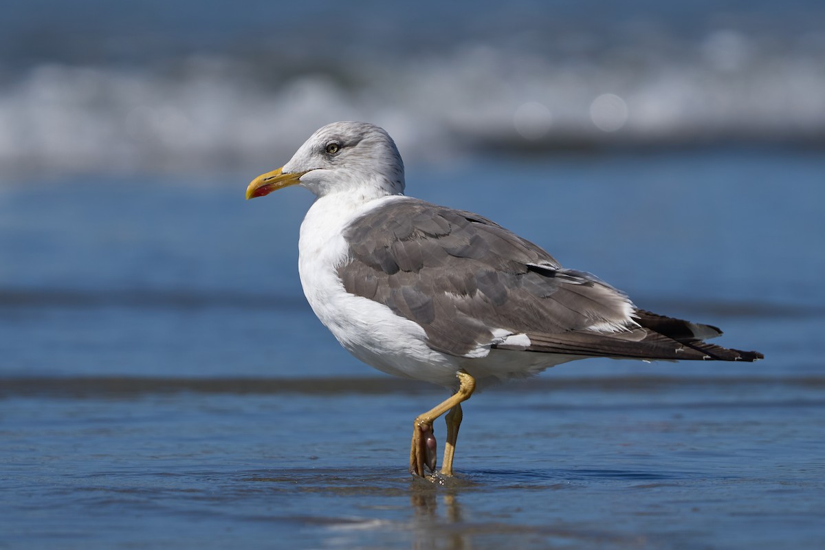 Lesser Black-backed Gull - ML380124031