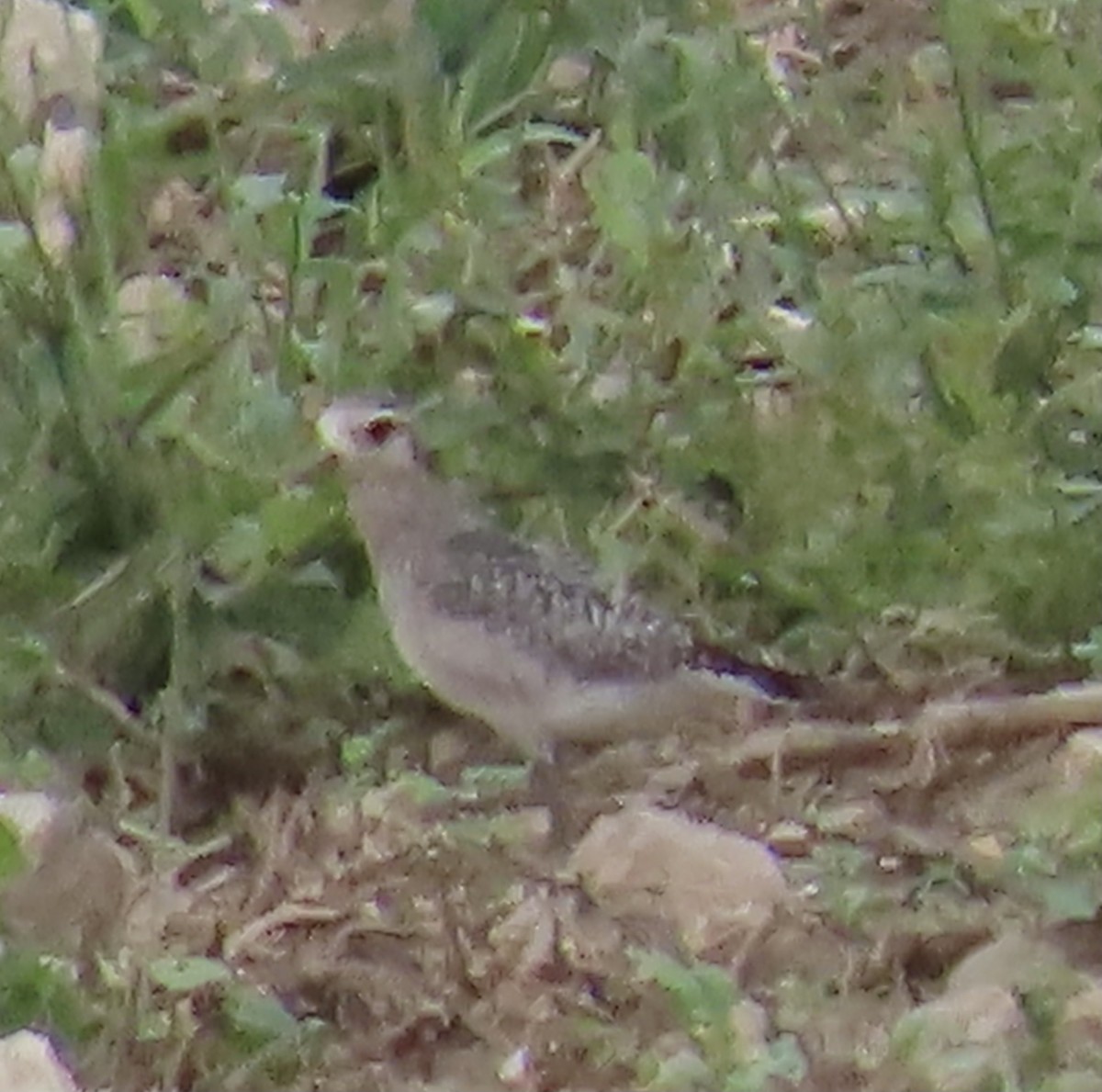 American Golden-Plover - ML380124641