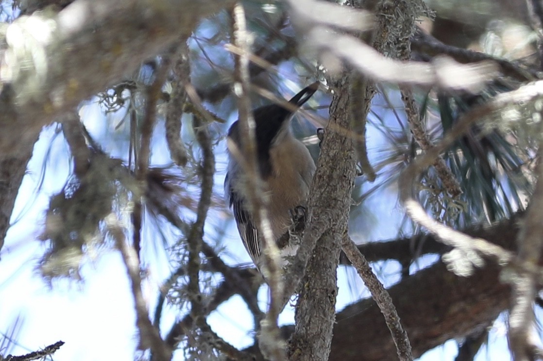 Pygmy Nuthatch - ML380126871