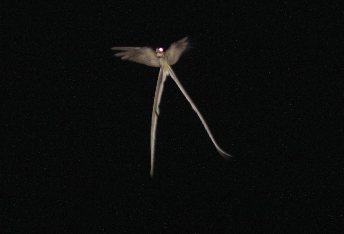 Gabelschwanz-Nachtschwalbe - ML38012841