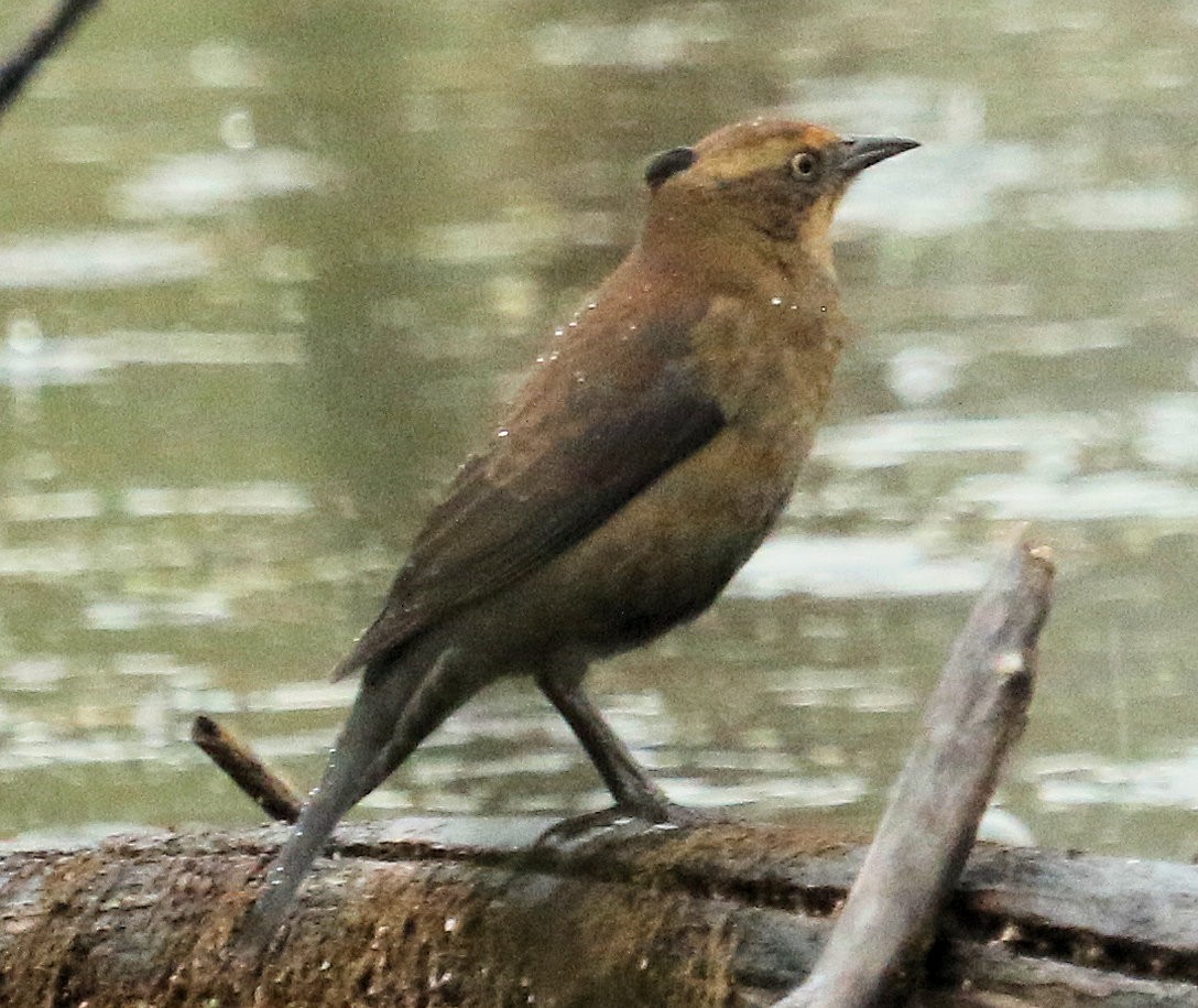 Rusty Blackbird - ML380130071