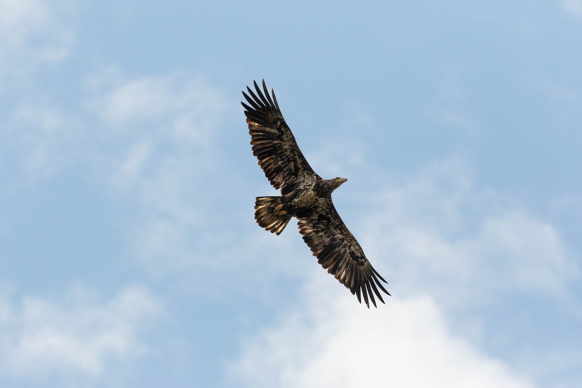 Weißkopf-Seeadler - ML380130511