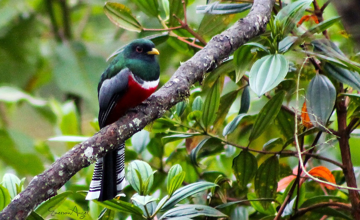 Collared Trogon - ML380130841