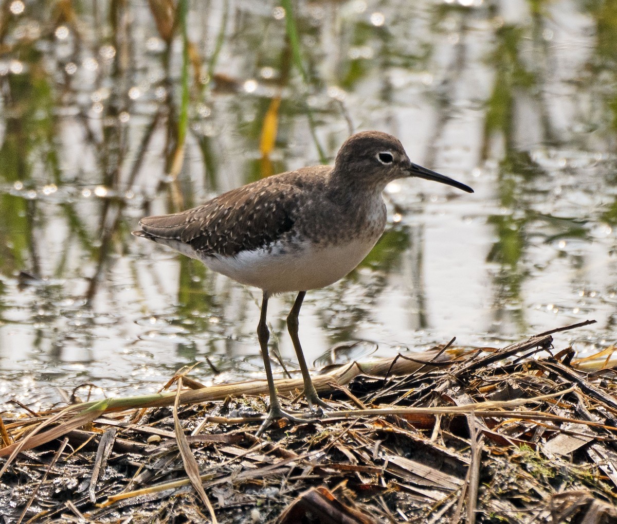 Solitary Sandpiper - ML380131941