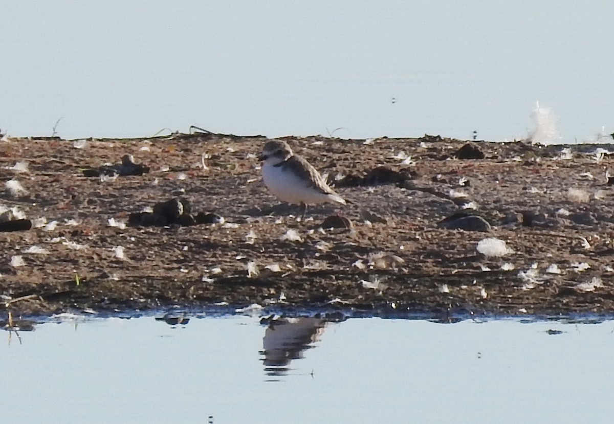 Snowy Plover - ML380133231