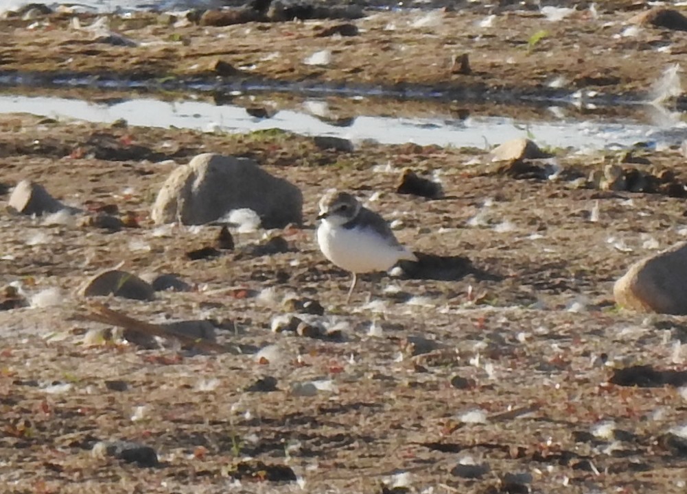 Snowy Plover - ML380133391