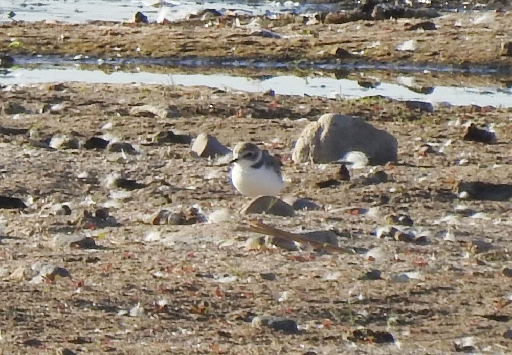 Snowy Plover - ML380133401