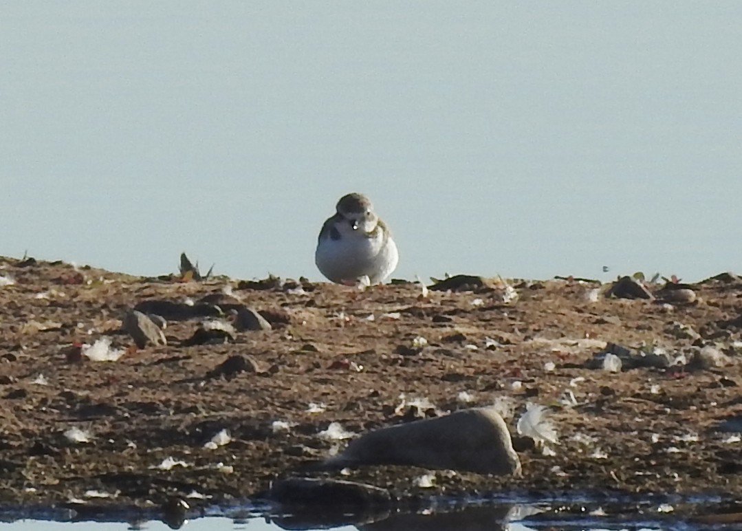 Snowy Plover - ML380133481