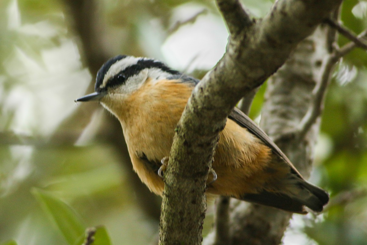 Red-breasted Nuthatch - ML380134241